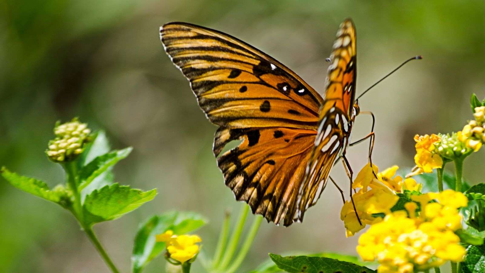 Somatic Butterfly Hug