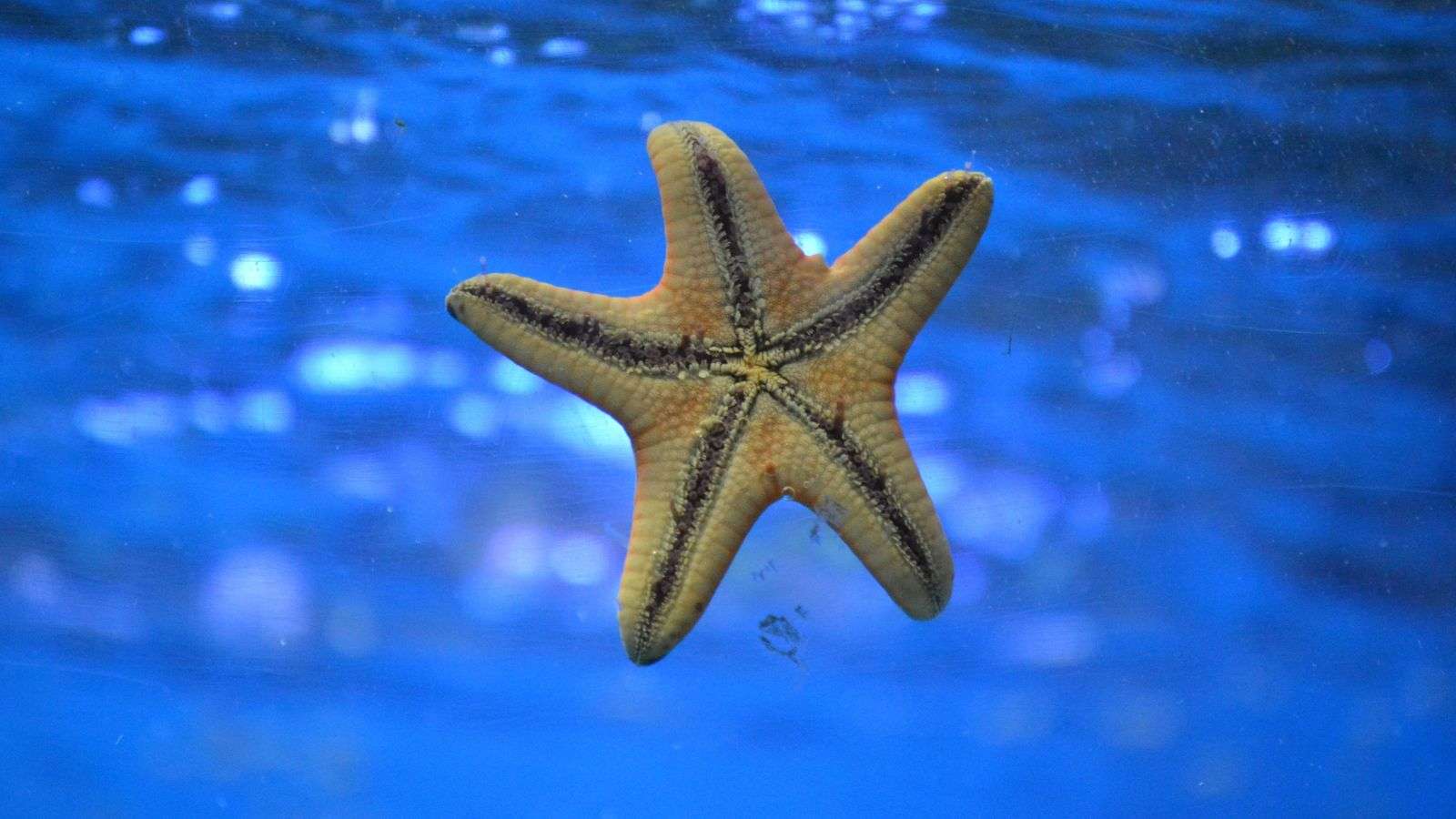 My Experience The Starfish